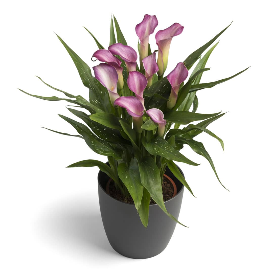 Hadeco Zantedeschia - Twilight - 1 bulb