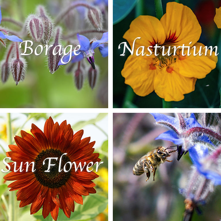 Ubuntuberg Bee Food Seed Mix