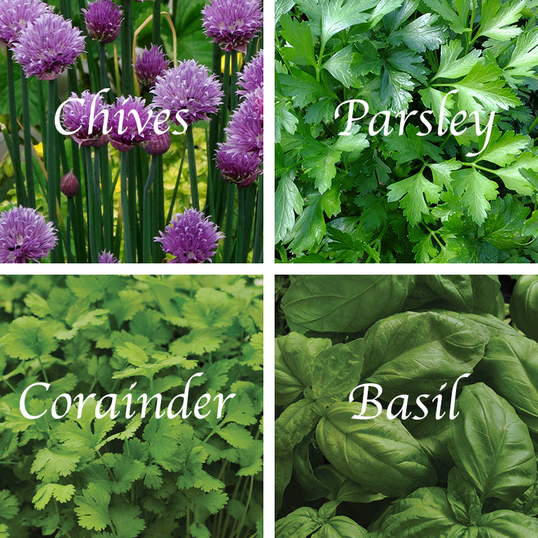 Ubuntuberg Herb Garden Seed Mix