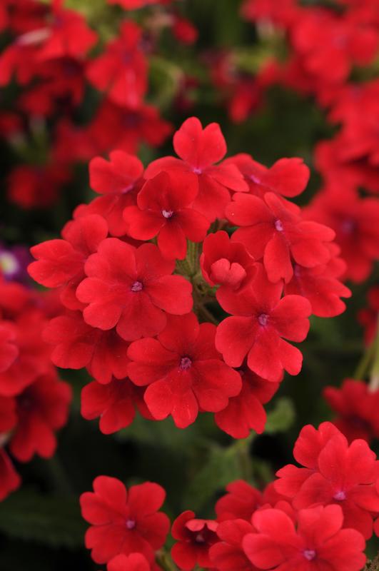 Verbena Quartz Scarlet Xp