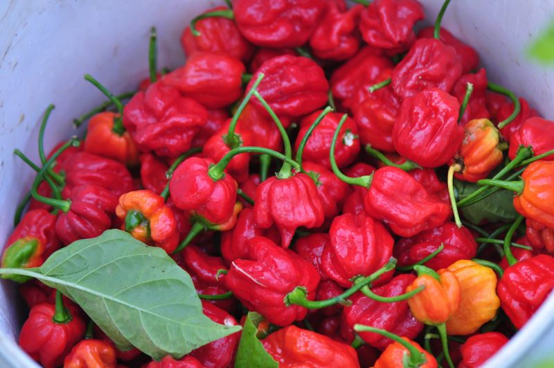 Trinidad Scorpion Chili Seedlings