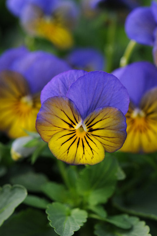 VIOLA SORBET MORPHO XP