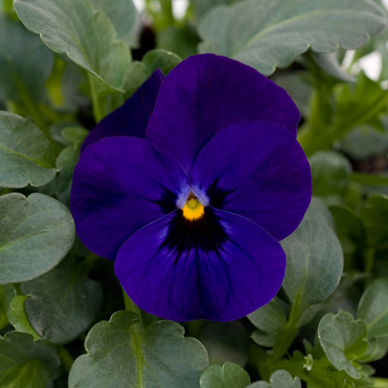 VIOLA SORBET BLUE BLOTCH XP