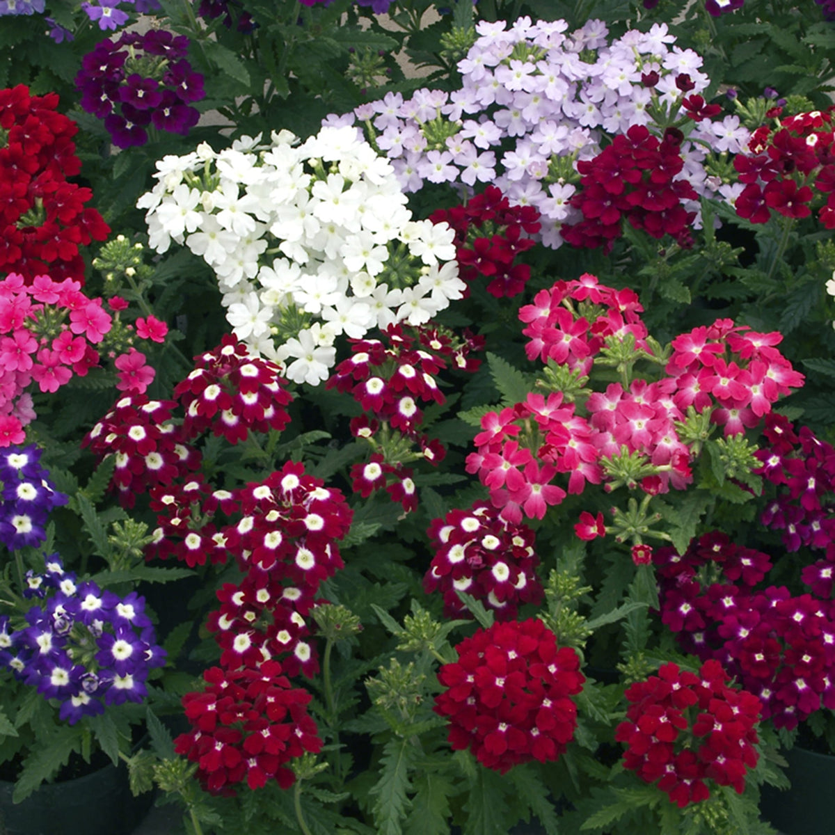 Ubuntuberg Verbena Obsession Formula Mix Seeds