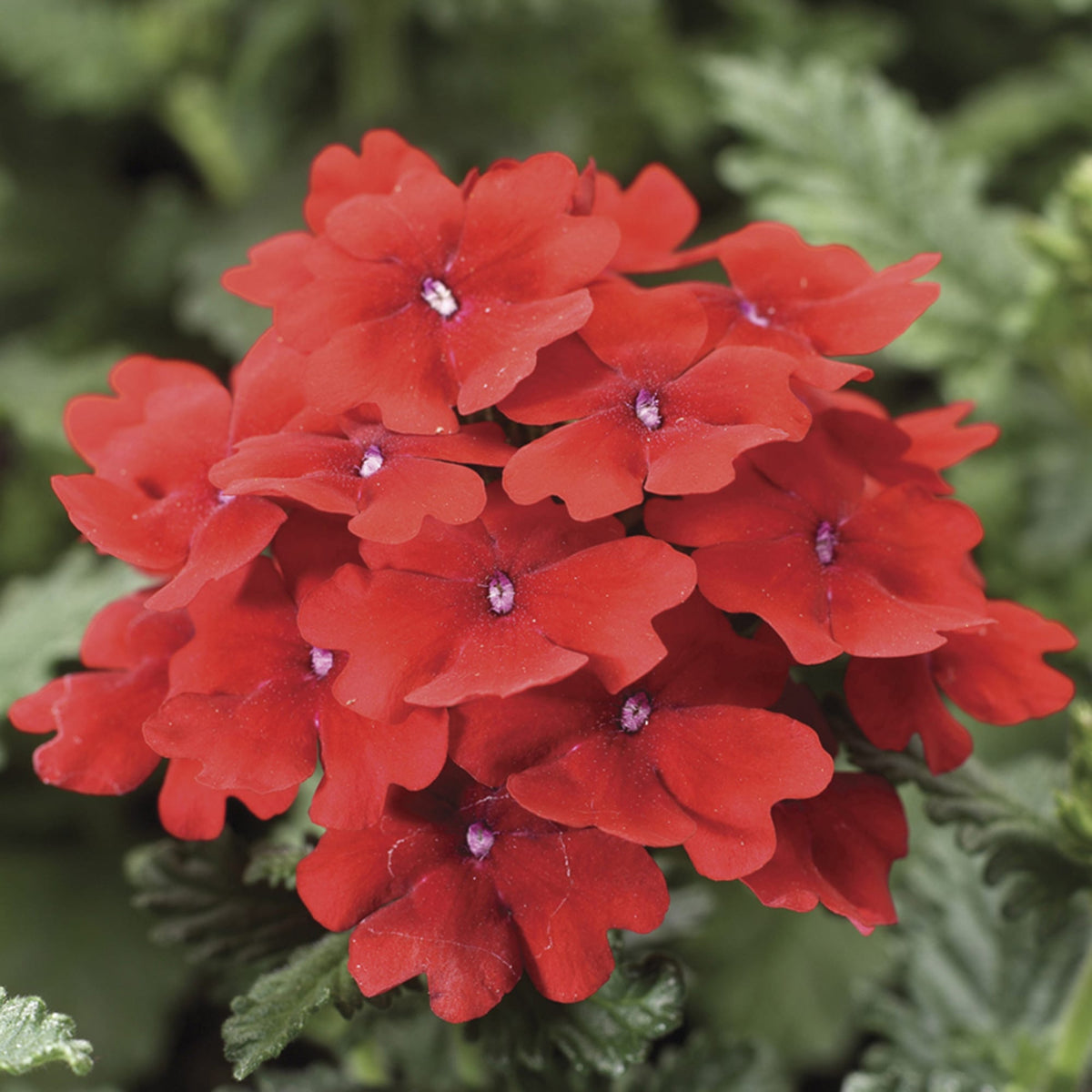 Ubuntuberg Verbena Obsession Scarlet Seeds