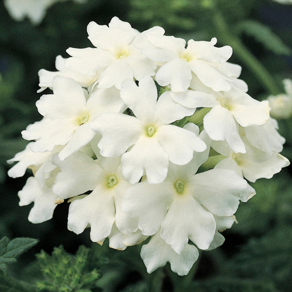Ubuntuberg Verbena Obsession White Seeds
