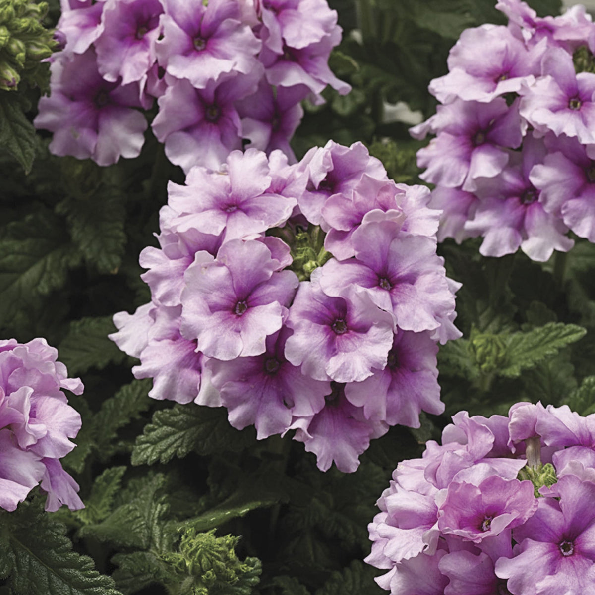 Ubuntuberg Verbena Tuscany Orchid Frost Seeds