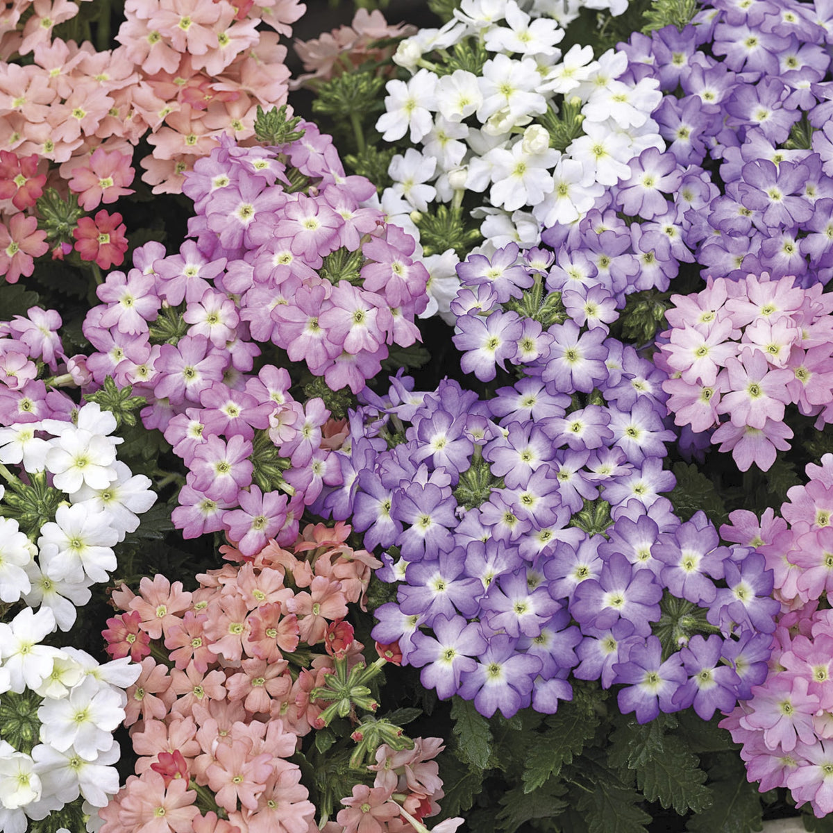 Ubuntuberg Verbena Tuscany Pastel Mix Seeds