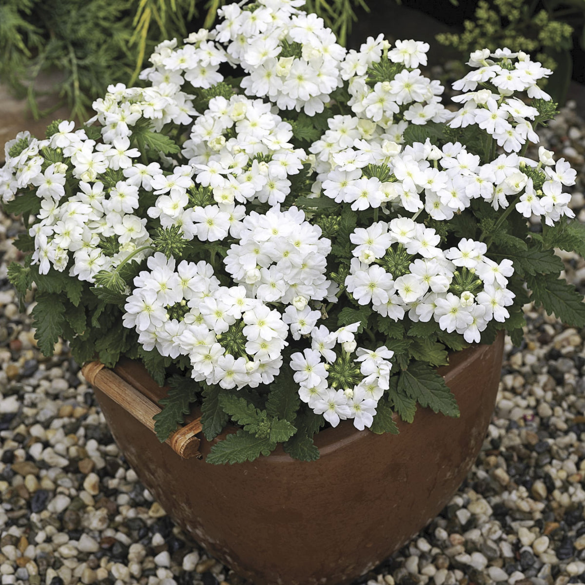 Ubuntuberg Verbena Tuscany White Seeds