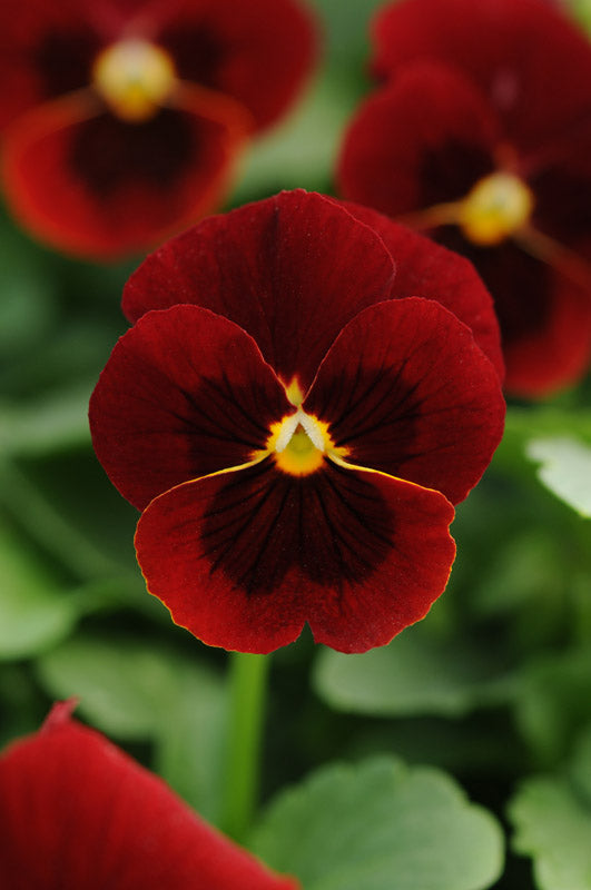 VIOLA SORBET RED BLOTCH XP