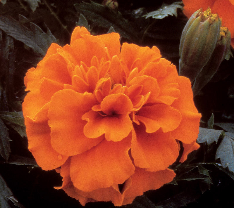 MARIGOLD BONANZA DEEP ORANGE