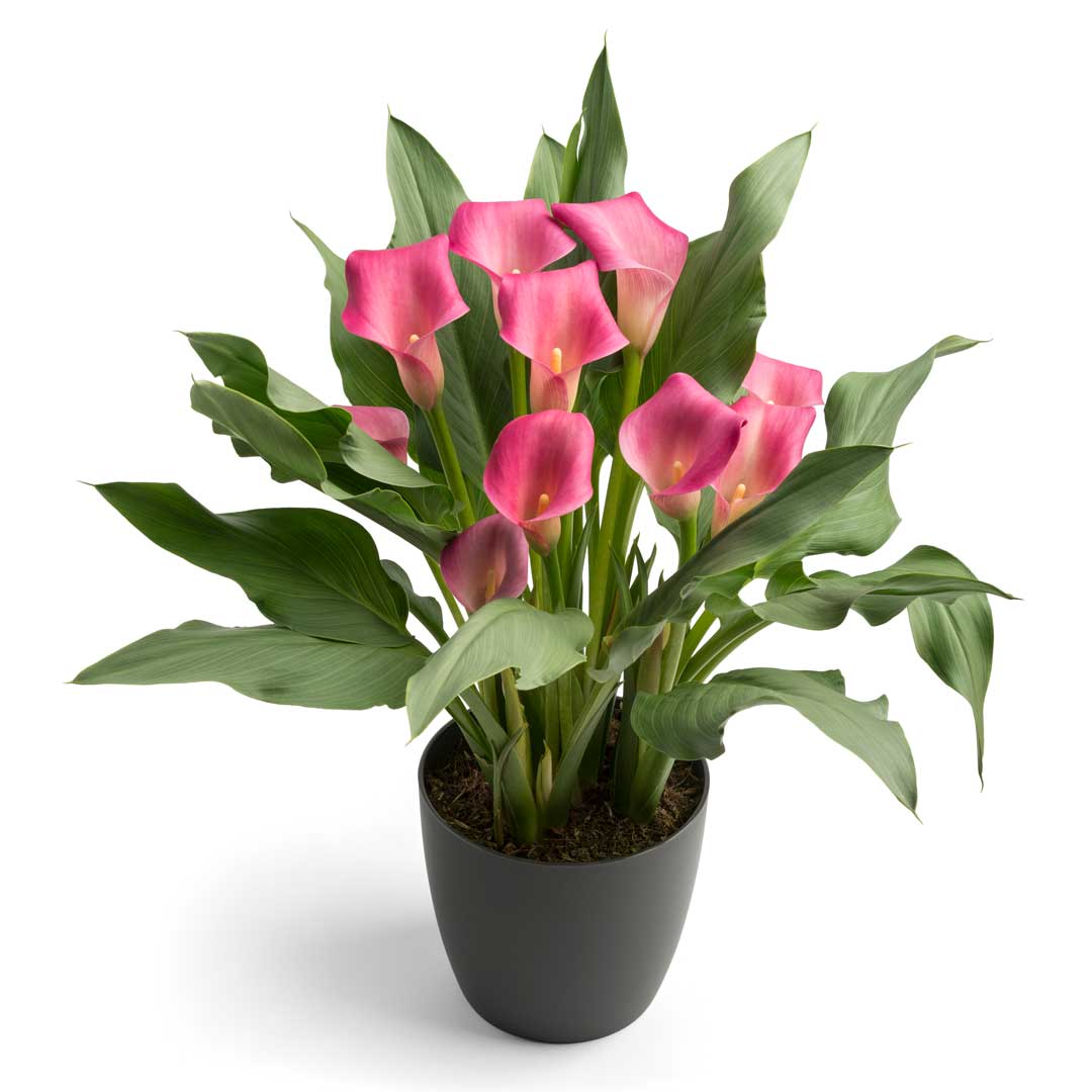Hadeco Zantedeschia - Wild Salmon - 1 bulb