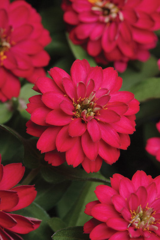 ZINNIA ZAHARA DOUBLE CHERRY