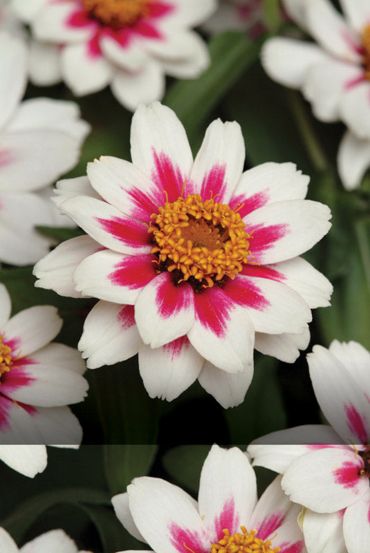 ZINNIA ZAHARA STARLIGHT ROSE