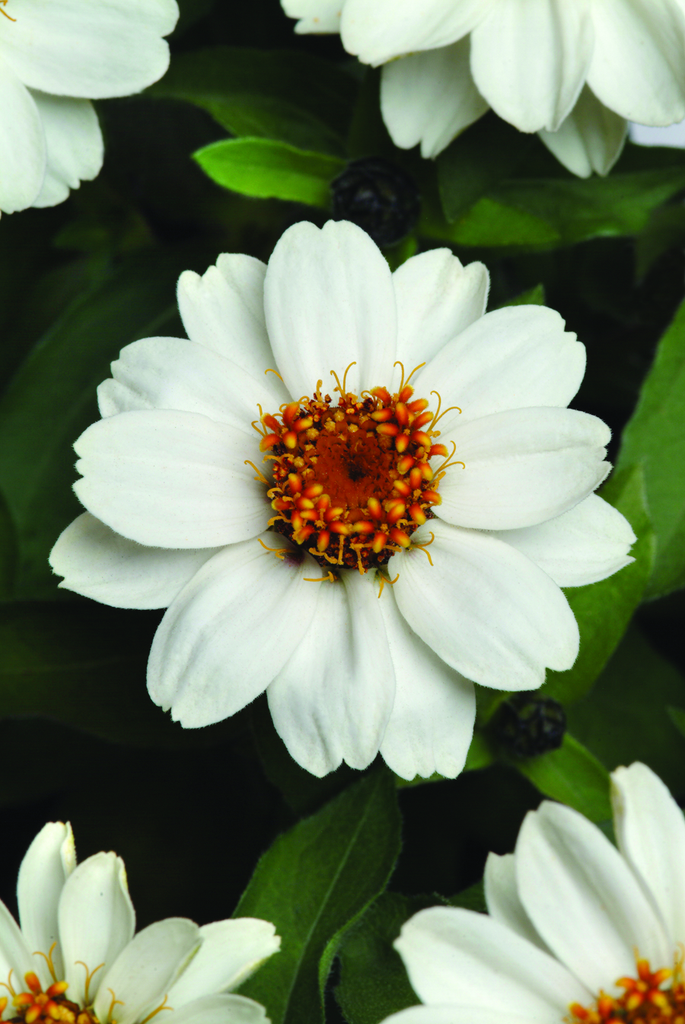 Zinnia Zahara White