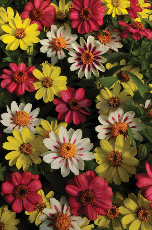 ZINNIA ZAHARA RASPBERRY/LEMONADE MIX