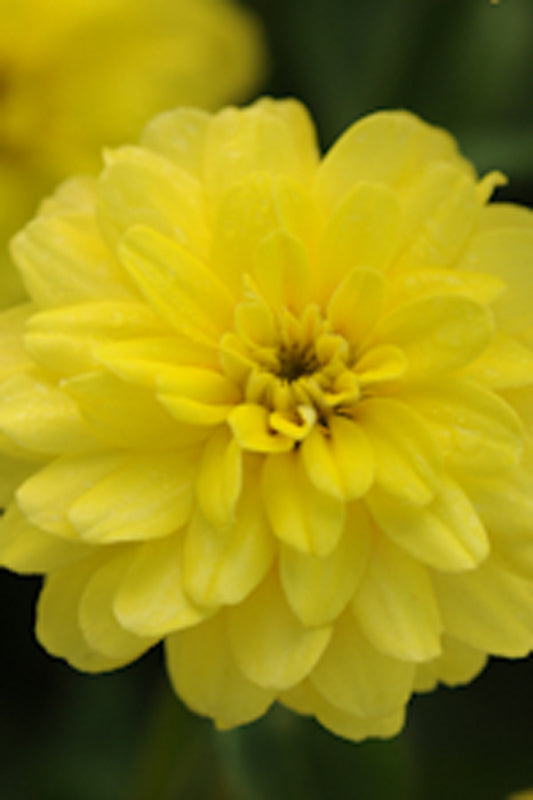 ZINNIA ZAHARA DOUBLE YELLOW