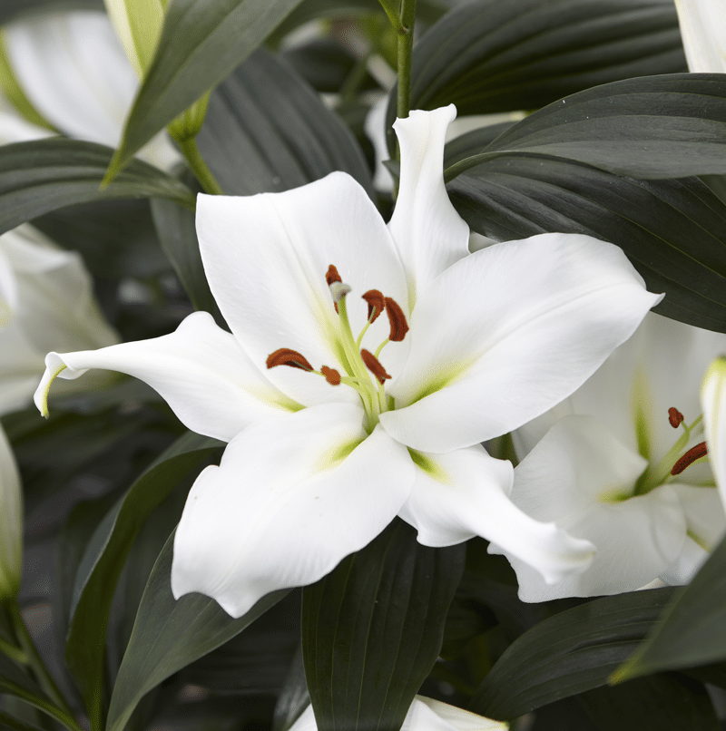 Hadeco Lilium Oriental Trumpet - Zambesi - 3 bulbs pack