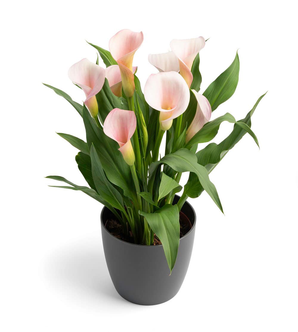 Zantedeschia-Strawberry-Blush-714