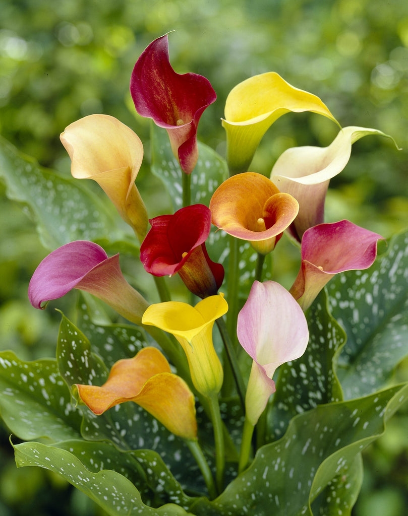 Zantedeschia-mixed-other.jpg