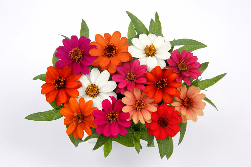 ZINNIA PROFUSION MIX