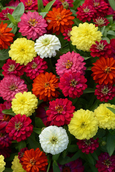 ZINNIA ZAHARA DOUBLE MIXTURE