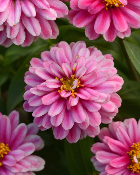 ZINNIA ZAHARA DOUBLE RASPBERRY RIPPLE