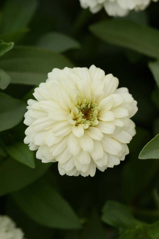 ZINNIA ZAHARA DOUBLE WHITE