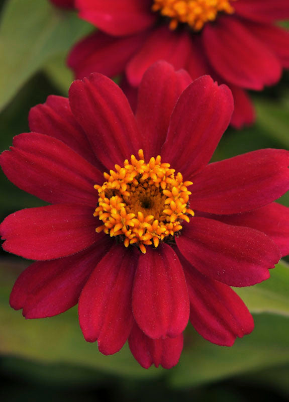 ZINNIA ZAHARA CHERRY