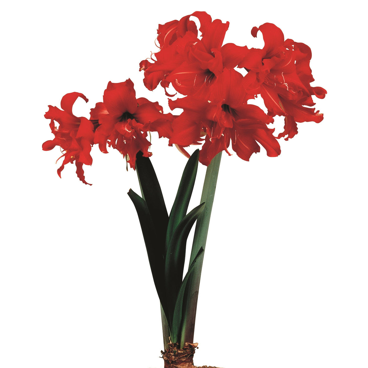 Hadeco Amaryllis Sonata Double - Fanfare - 2 bulbs