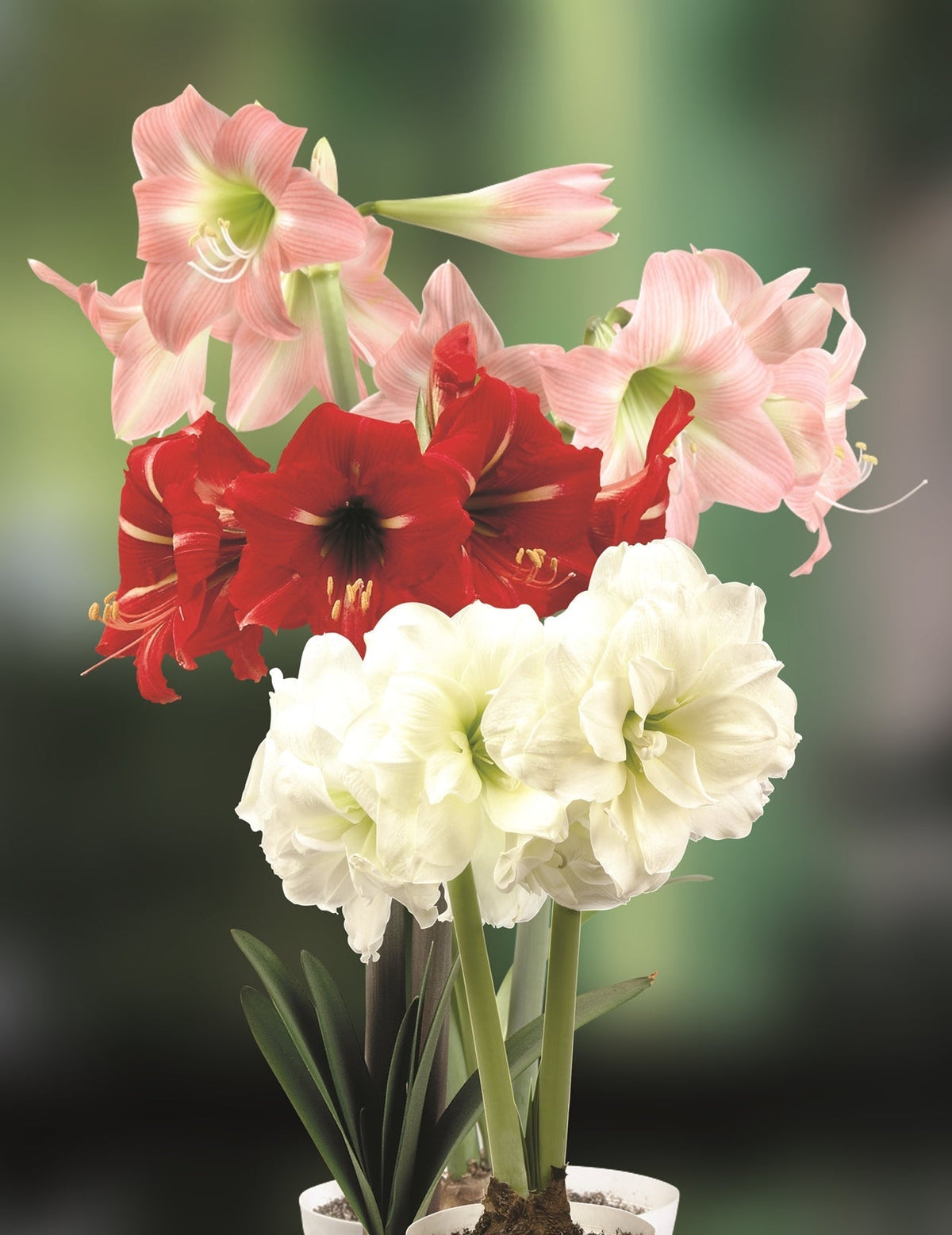 Hadeco Amaryllis - Sonatini Assorted - 3 bulbs