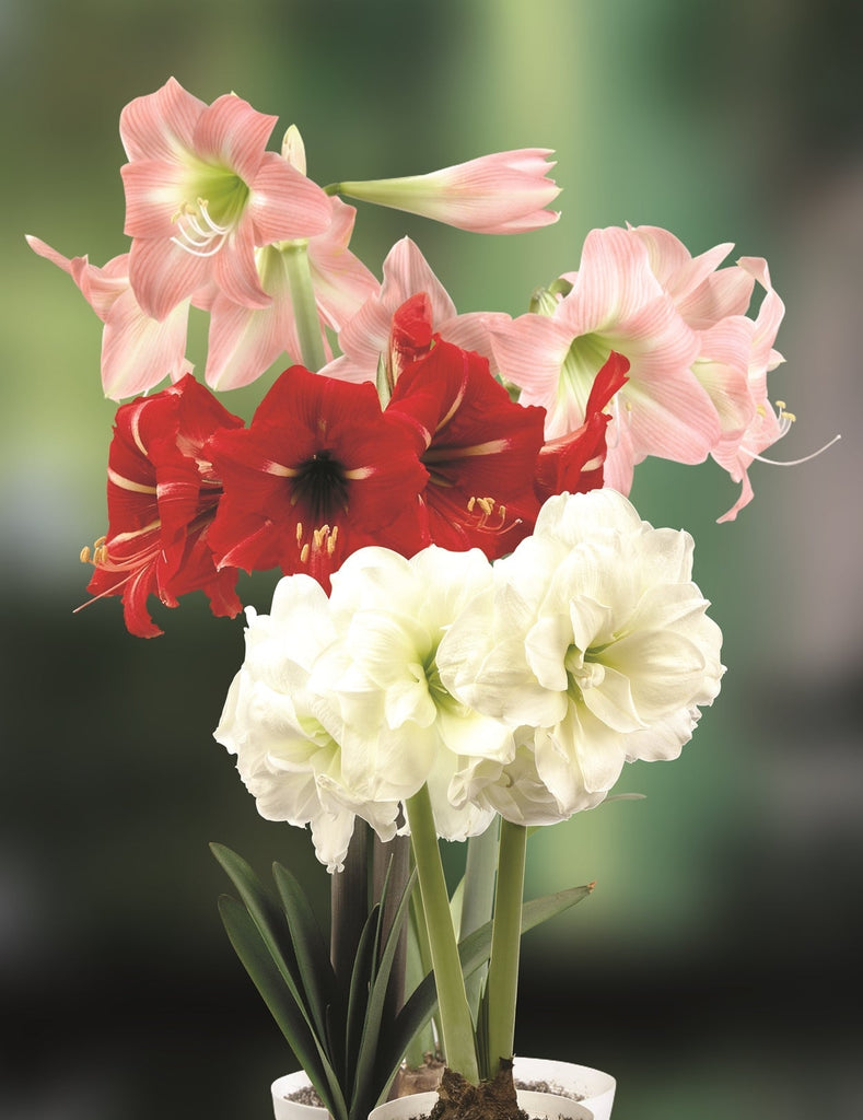 amaryllis-assorted-crop.jpg