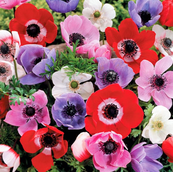 Hadeco Anemone Single - Mixed - 25 bulbs pack