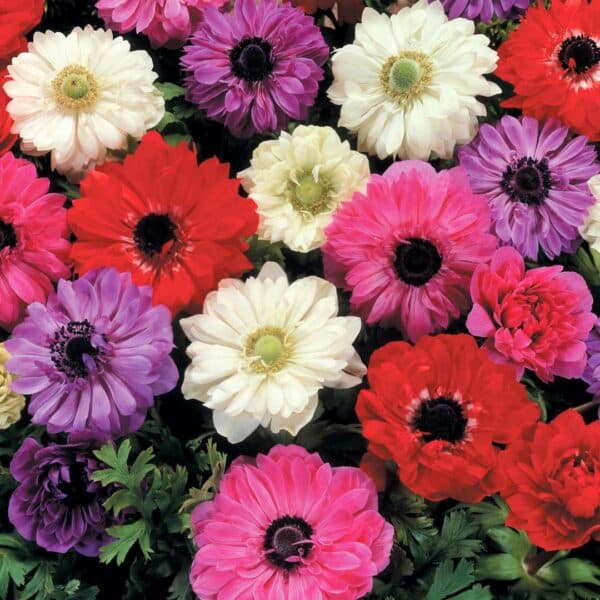 Hadeco Anemone Double - Mixed - 25 bulbs pack