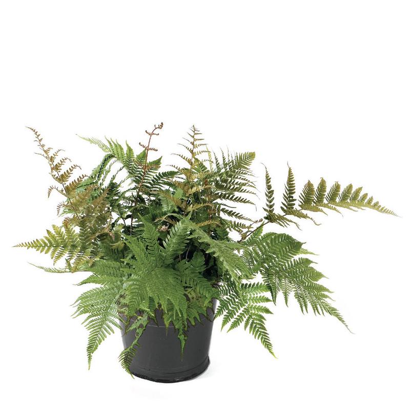 Fern Autumn (Dryopteris Erythrosora)