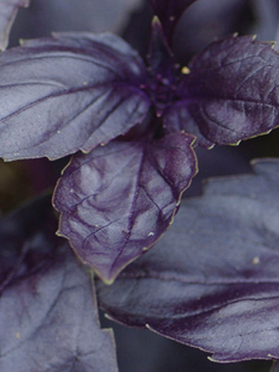 Basil Red Rubin Improved Seeds – GARDENING.co.za