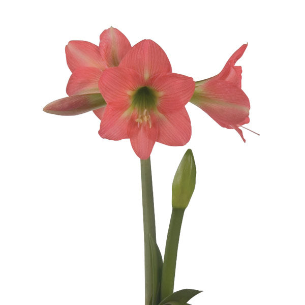 Hadeco Amaryllis Sonatini - Bella Rosa - 3 bulbs
