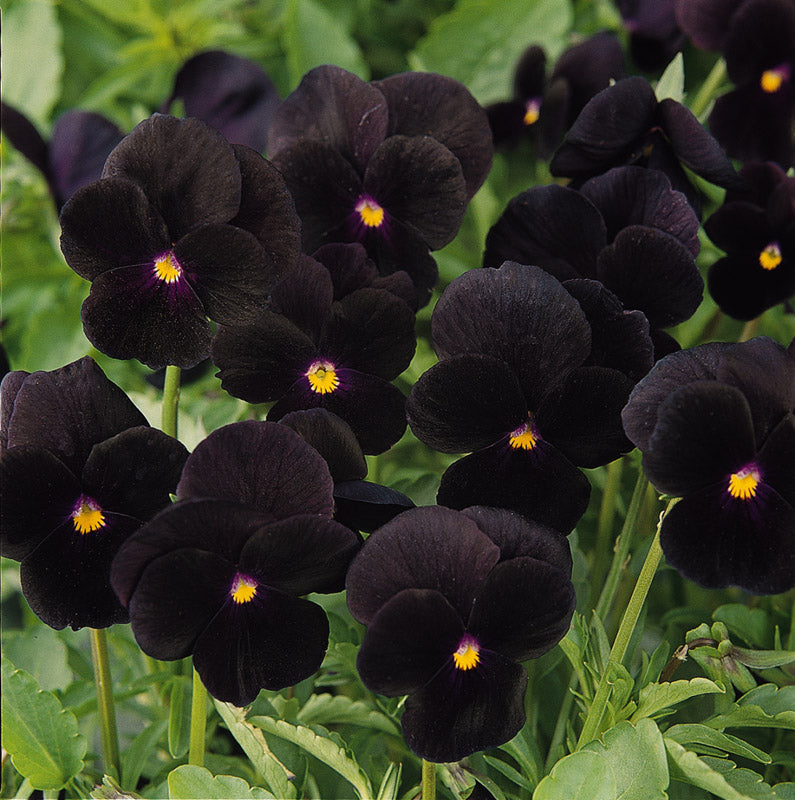 VIOLA SORBET BLACK DELIGHT