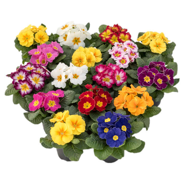 Ubuntuberg Primula Bonneli Mix Seed