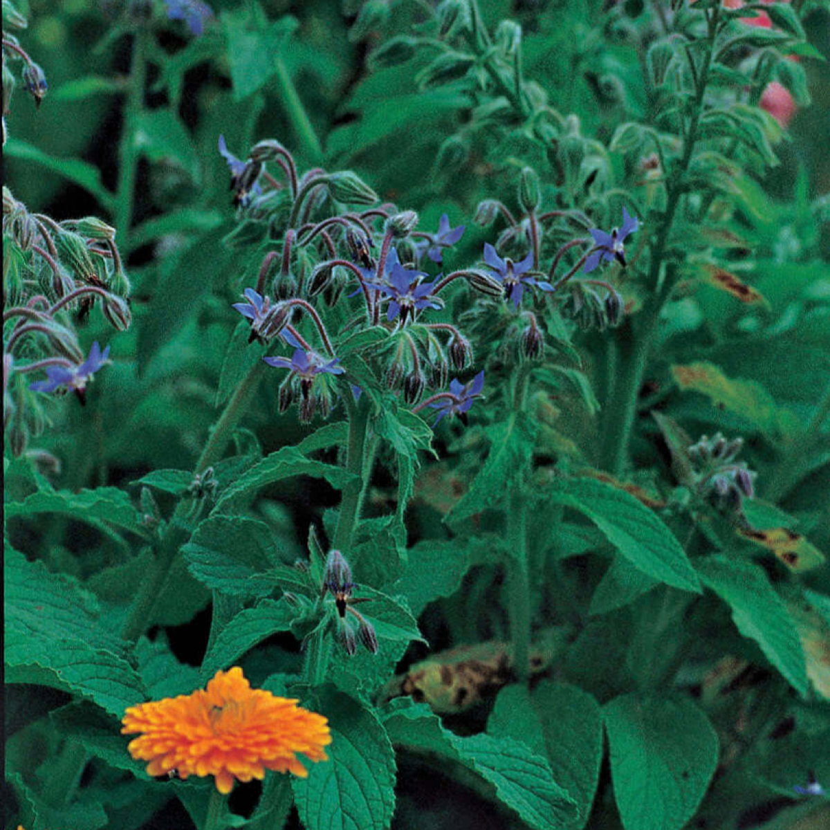 Borage Azure Blue flowers amongst green foliage
