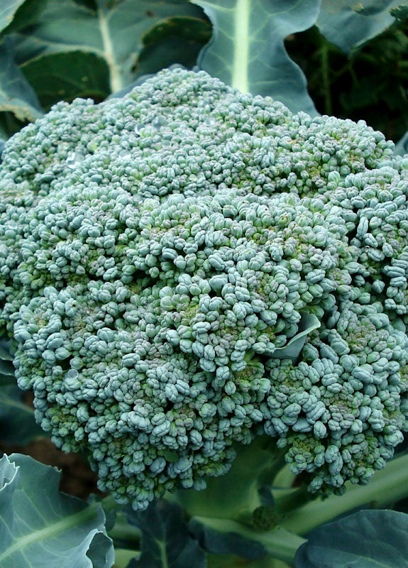 BROCCOLI GREEN SPROUTING CALABRESE