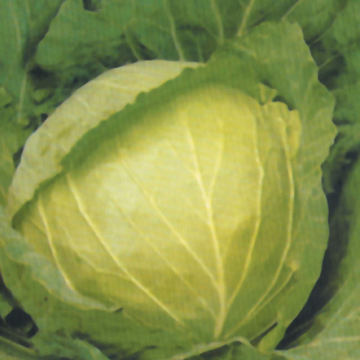 Round Drumhead cabbage with pale green layered leaves
