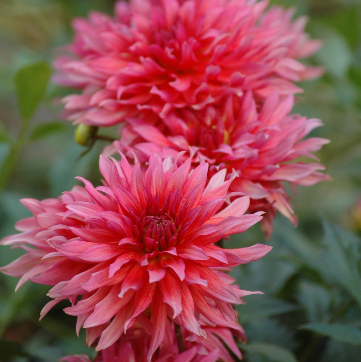Hadeco Dahlia Border - Carola - 2 bulbs