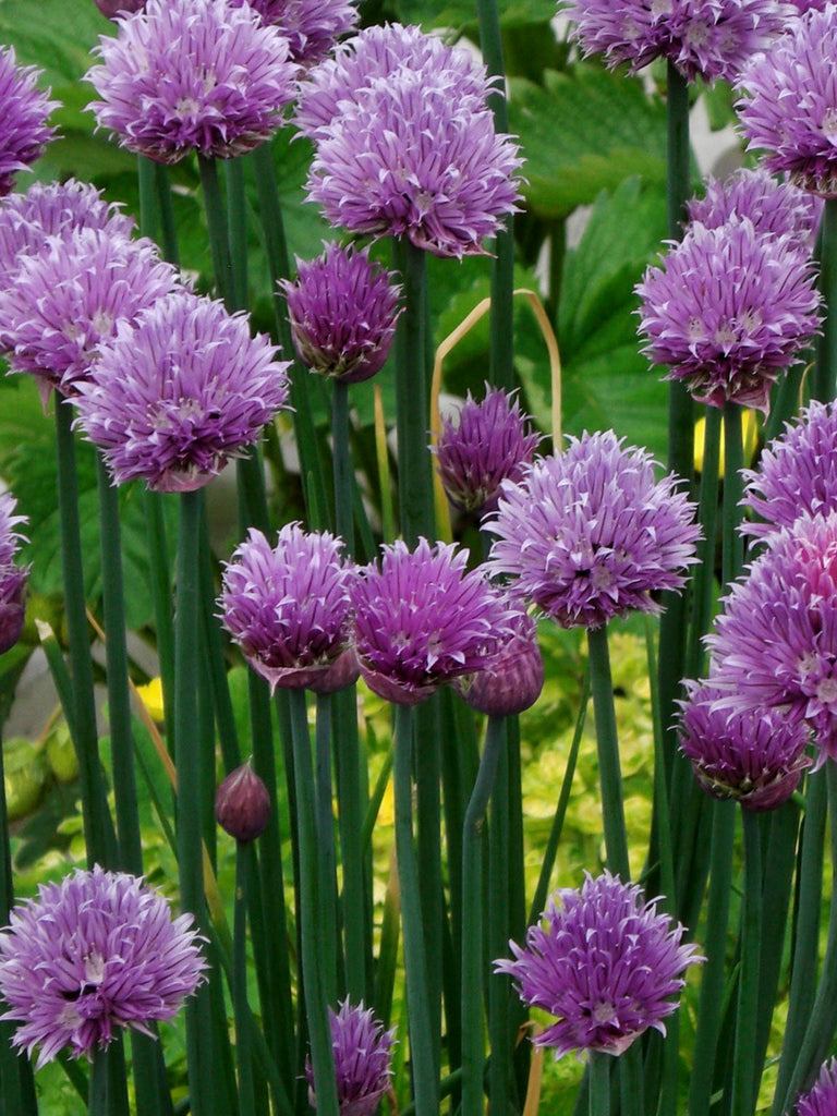 Chives Medium Leaved Seedlings