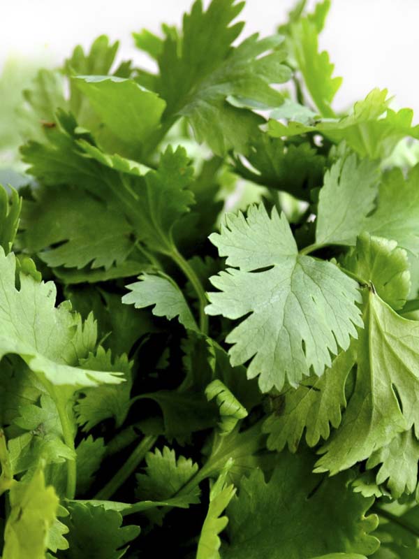 Coriander Slowbolt Seedlings