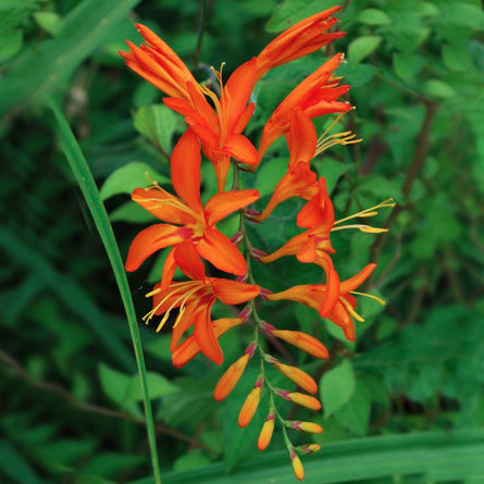 Hadeco Crocosmia Jupiter - Orange - 10 bulbs