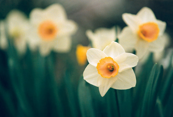 Hadeco Daffodil-Narcissus - Pink Select - 5 bulbs pack