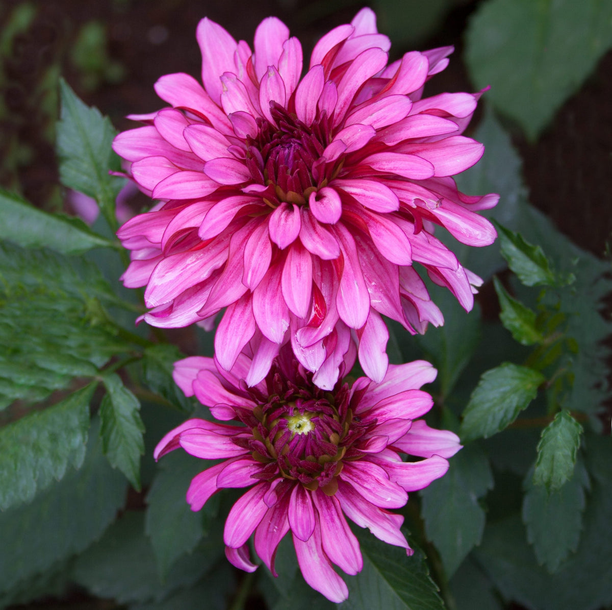 Hadeco Dahlia Terrace - Salsa - 2 bulbs