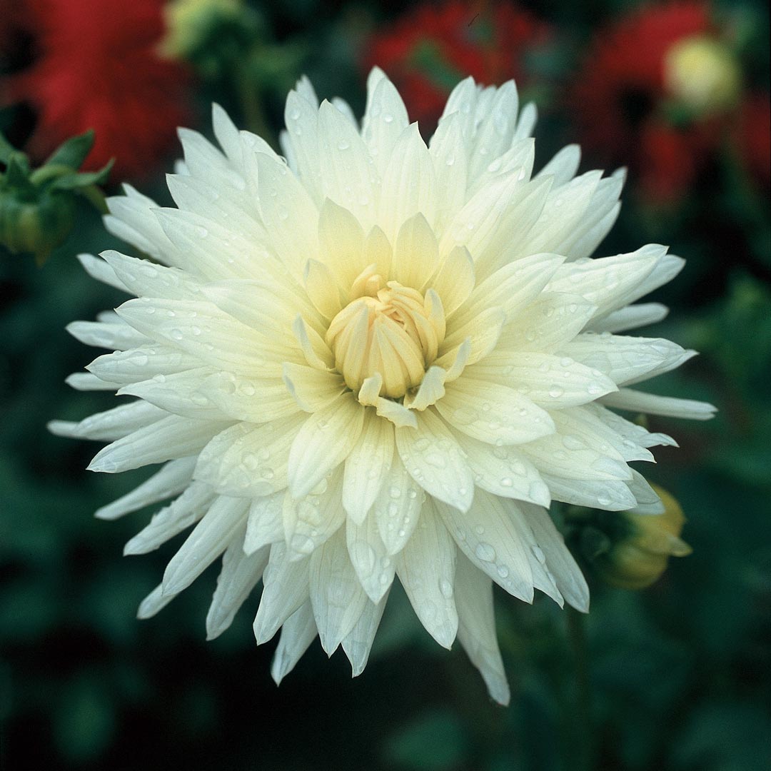 Hadeco Dahlia Cactus - White - 2 bulbs