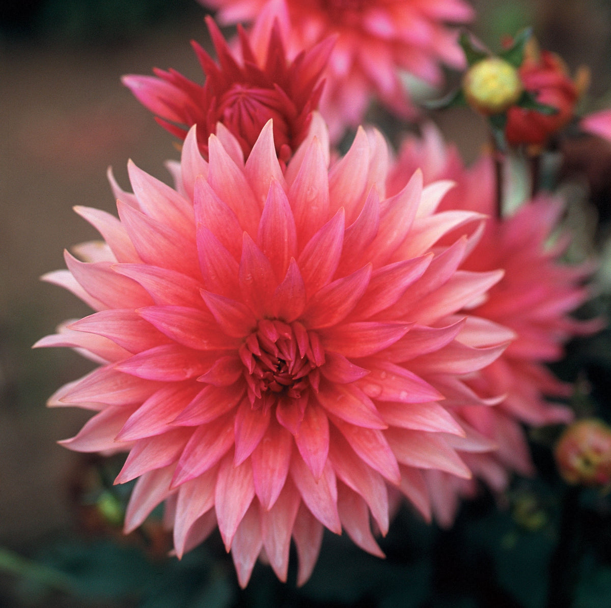 Hadeco Dahlia Cactus - Belmonte - 1 bulb